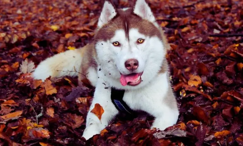 Sibiřský husky leží na podlaze plné listí.