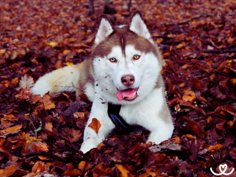 Sibiřský husky leží na podlaze plné listí.