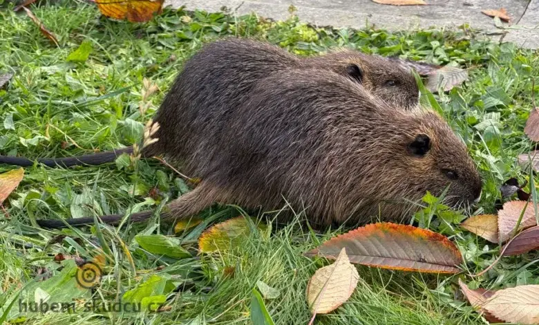 Dvě nutri se pasou na trávě s podzimními listy.