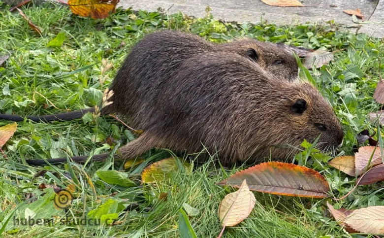 Dvě nutri se pasou na trávě s podzimními listy.