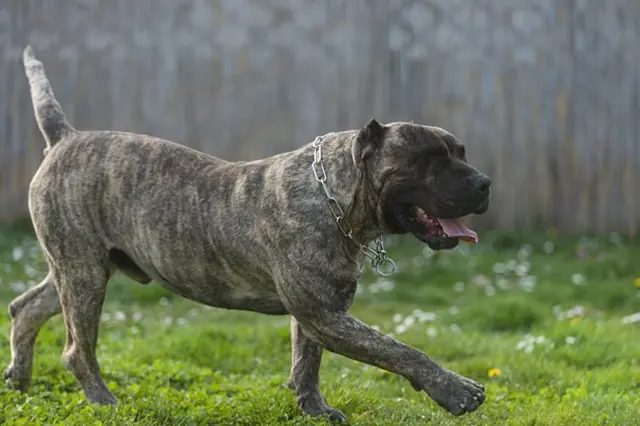 Velký pes plemene Cane Corso běží po trávníku.