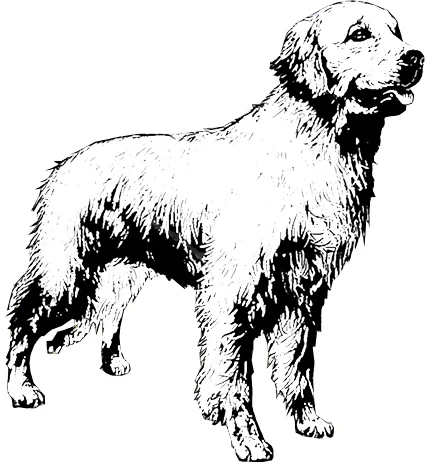 Dog standing profile
