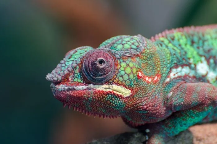 Blízky záběr na hlavu barevného chameleona s detailní kůží.