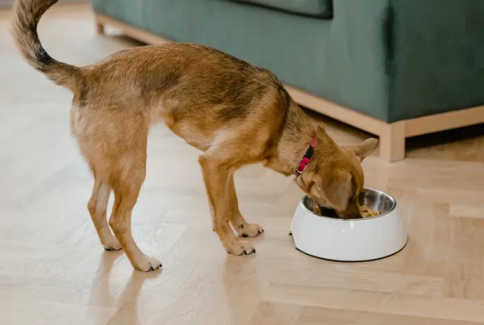 Dog eating from bowl