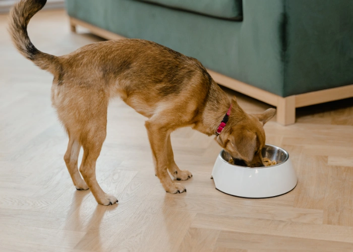 Dog eating from bowl