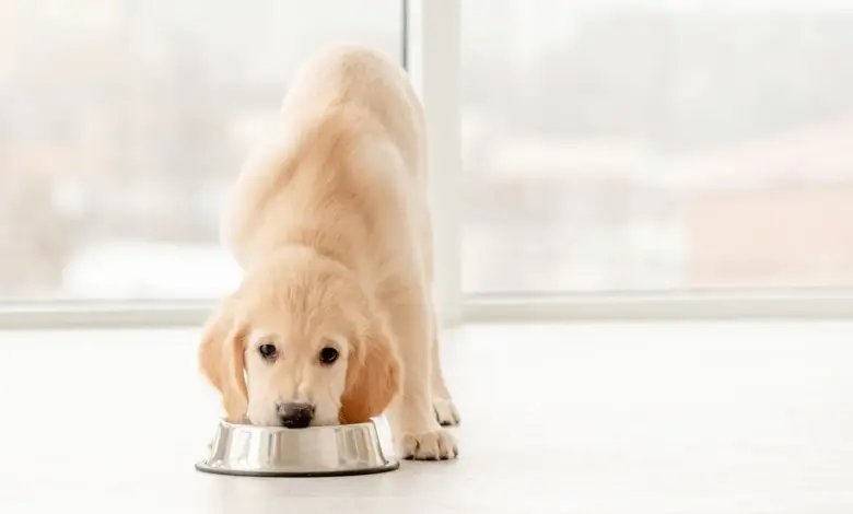 Puppy eating from bowl