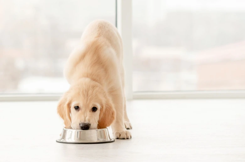 Puppy eating from bowl