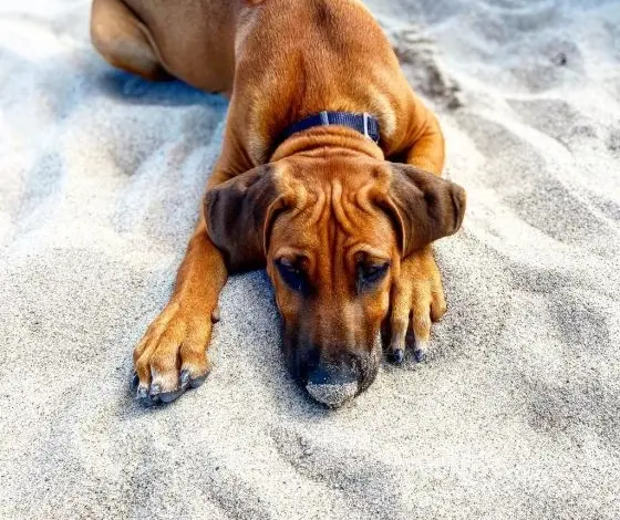 Hnědý rhodéský ridgeback leží na písku a vypadá klidně.