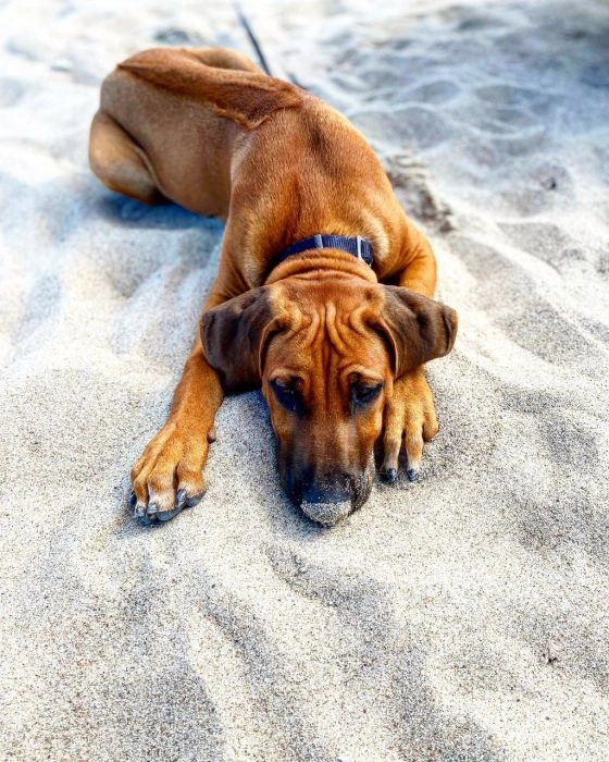Hnědý rhodéský ridgeback leží na písku a vypadá klidně.