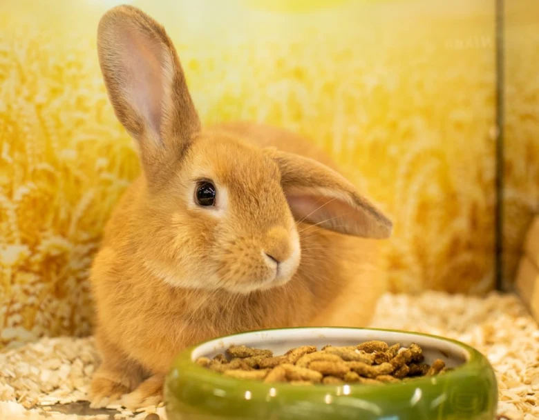 Hnědý králík sedí vedle misky s krmivem v kleci.