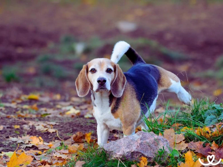 Beagle štěně venčuje se na podzimním trávníku.