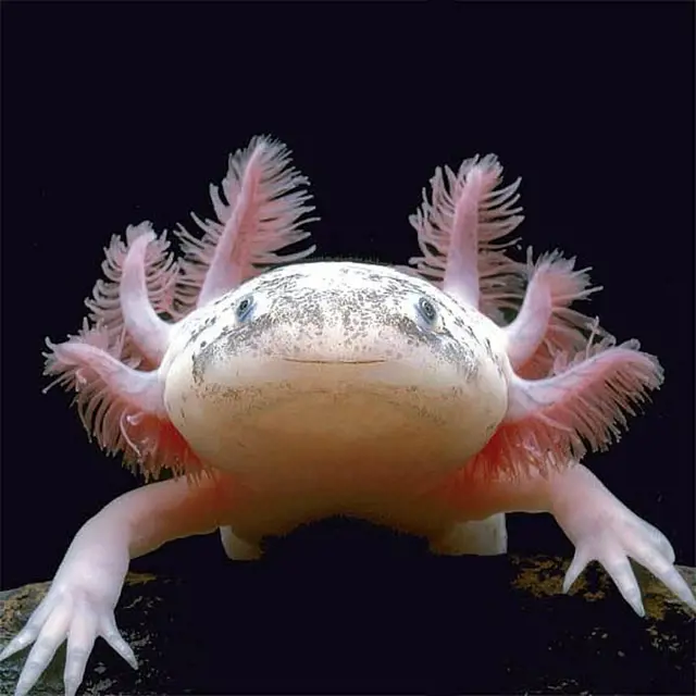 Axolotl