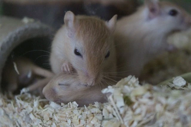Pískomil s mláďaty v kleci na podlaze z pilin.