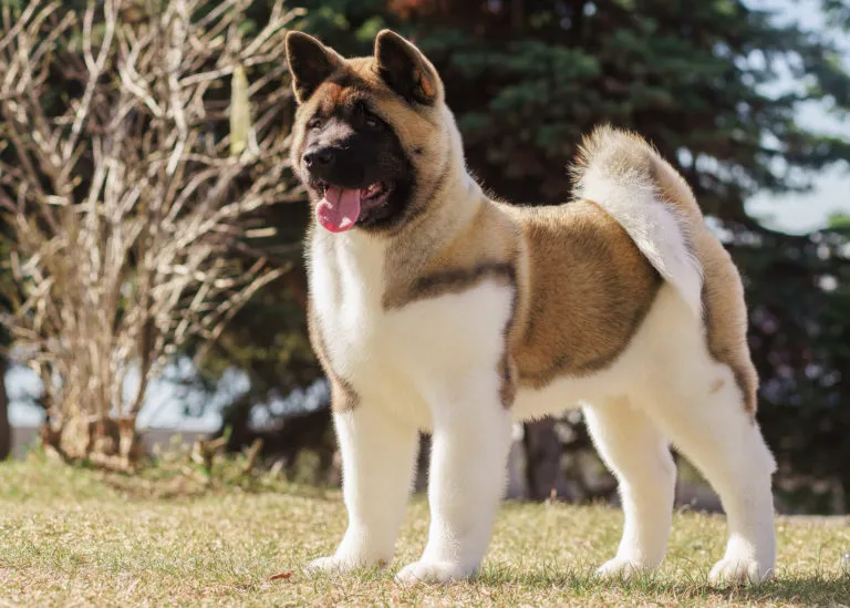 Americká akita štěně stojí na trávníku venku.