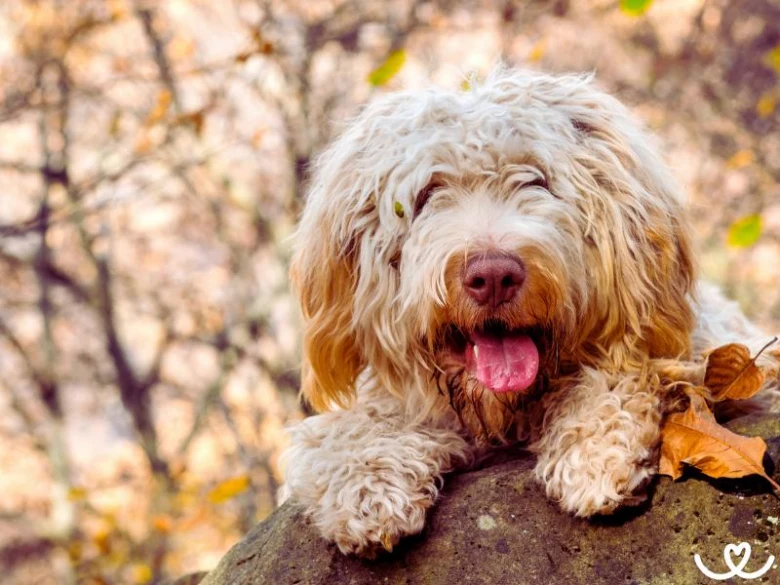 Šťastný lagotto romagnolo s vystrčeným jazykem na kamenu.
