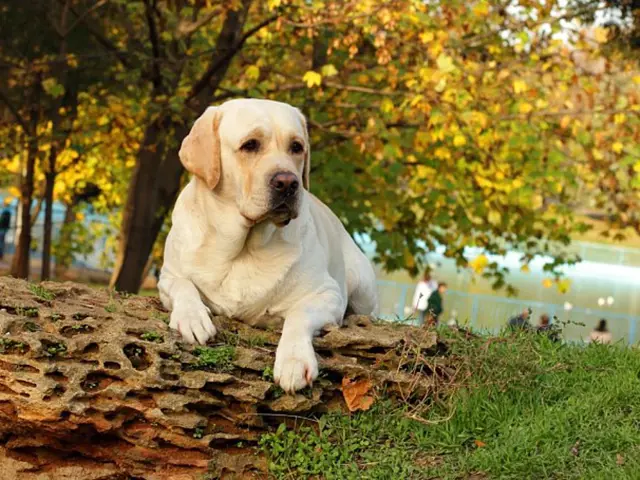 Žlutý labrador leží na kmeni v podzimním parku.