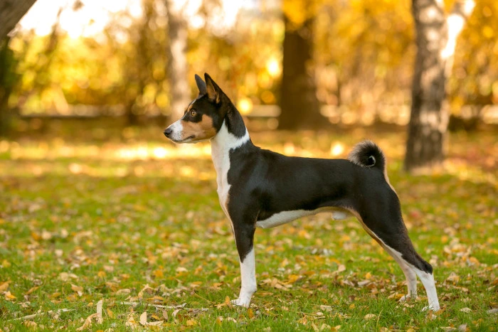 Basenji pes stojí na trávníku v podzimním parku.
