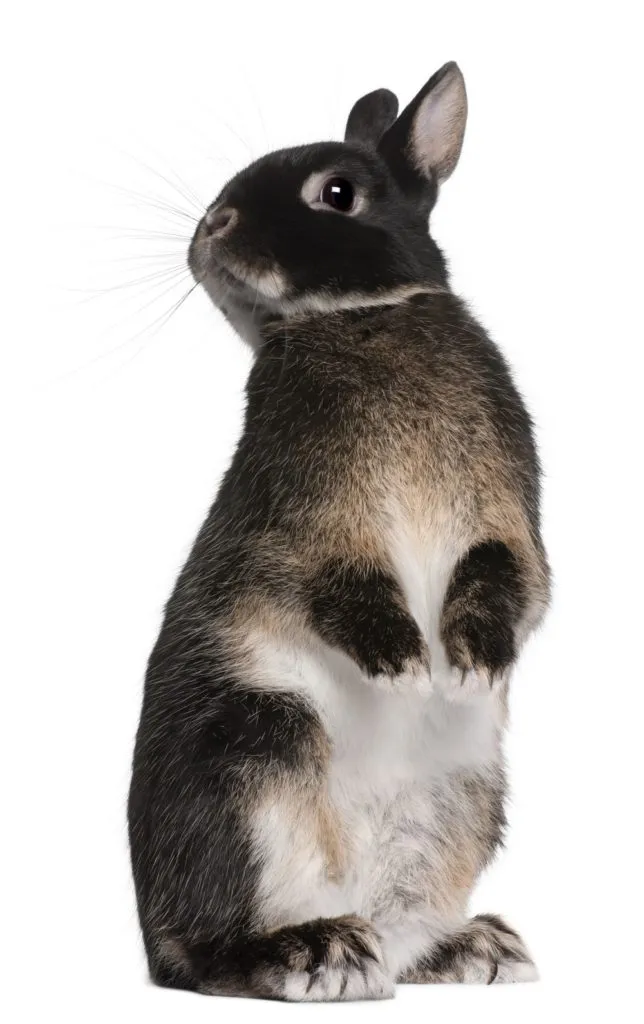 Černobílý králík stojí vzpřímeně a čichá do vzduchu.