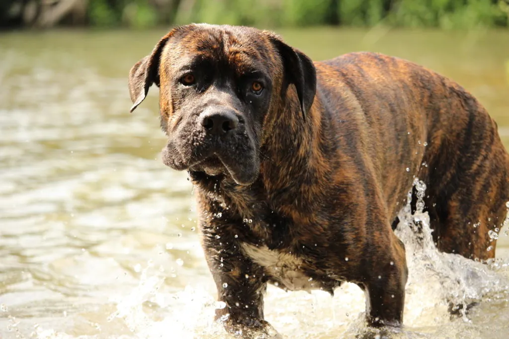 Cane corso pes v řece s kapkami vody na srsti.