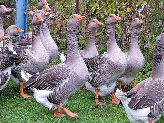 Stádo šedých domácích hus na zelené trávě venku.