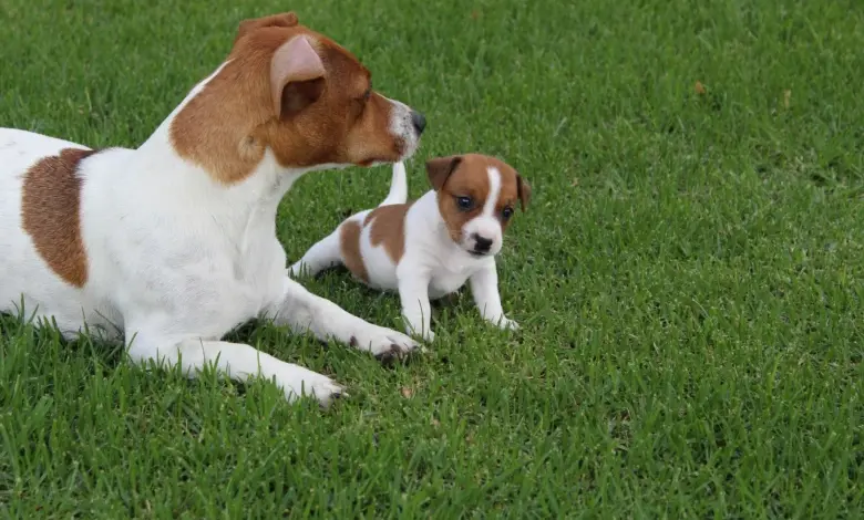 Dospělý jack russell teriér s štěnětem na trávníku.