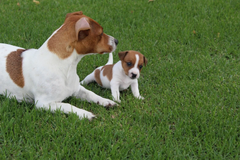 Dospělý jack russell teriér s štěnětem na trávníku.