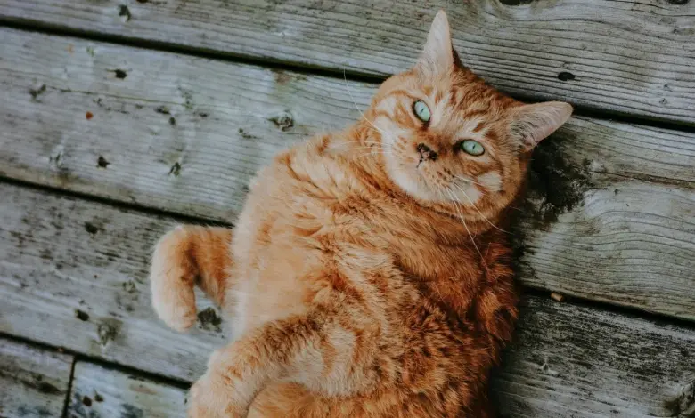 Obézní oranžová kočka leží na zádech a podívá se nahoru.