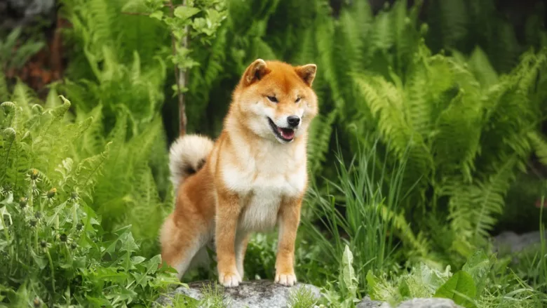 Japonský pes šiba stojí mezi zelenými paprskami v lese.