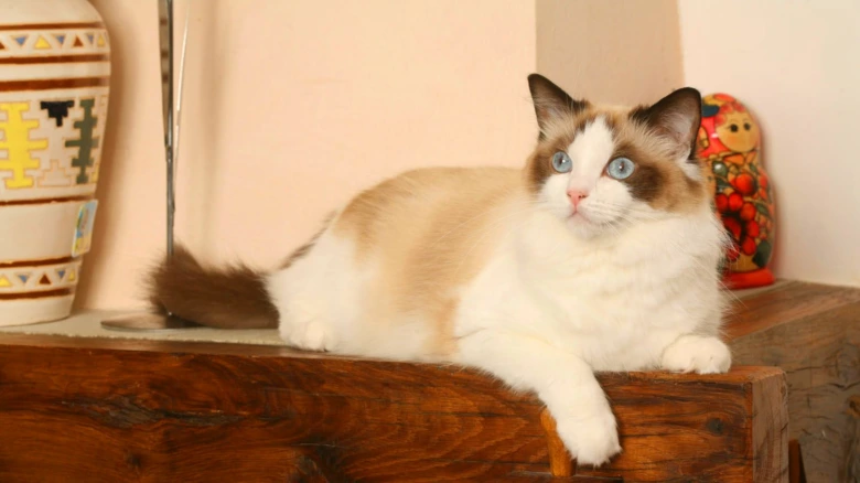 Ragdoll kočka leží na dřevěném povrchu vedle dekorací.