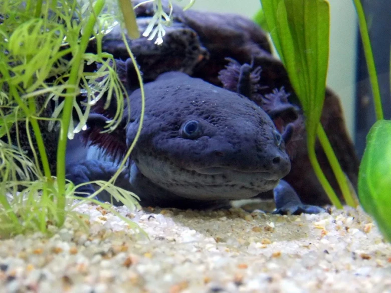 Axolotl v akváriu mezi vodními rostlinami na štěrkovém dně.