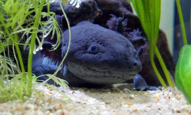 Axolotl v akváriu mezi vodními rostlinami na štěrkovém podkladu.