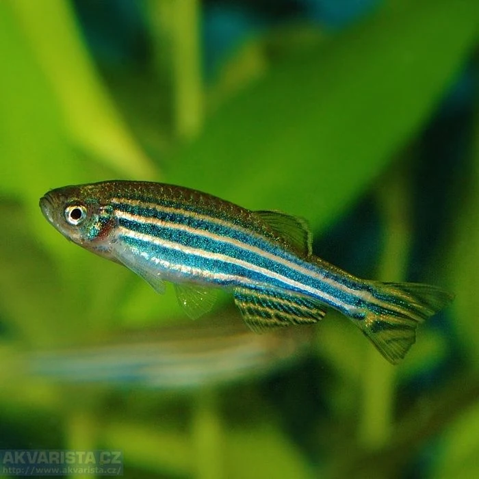 Zebrafish plave v akváriu mezi zelenými rostlinami.