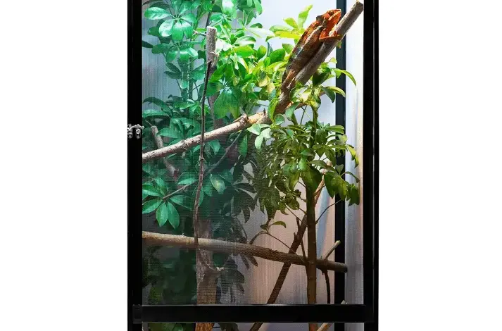 Chameleón v akváriu s rostlinami pro domácí chov