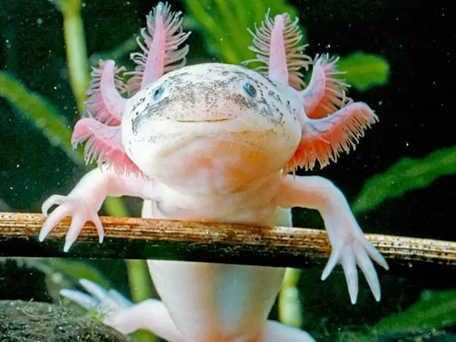 Mexický axolotl drží se rostliny v akváriu.