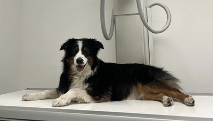 Pes leží na veterinárním stole v ordinaci.