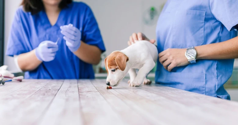 Malý štěně na vyšetřovacím stole u veterináře