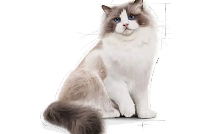 Sedící ragdoll kočka s modrýma očima na bílém pozadí.