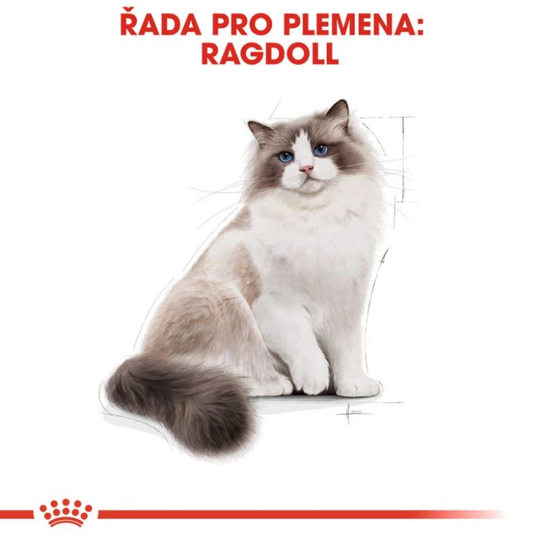 Sedící ragdoll kočka s modrýma očima na bílém pozadí.