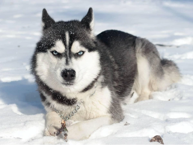 Sibiřský husky leží ve sněhu a dívá se na diváka.