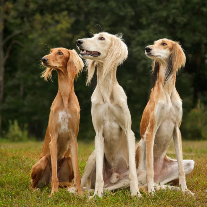 Tři saluki sedící na trávě v přírodě