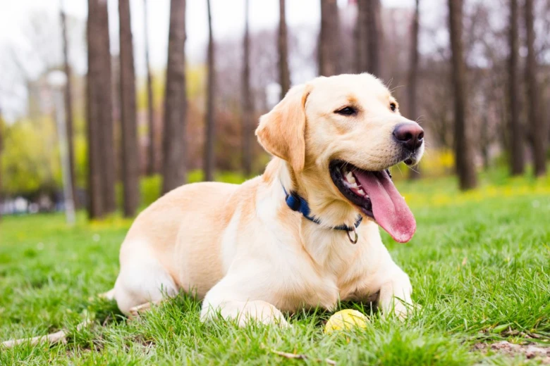 Žlutý labradorský retrívr leží na trávě v parku s otevřenou pusou.