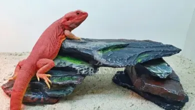 Červený agama trpasličí na umělé skále v teráriu.