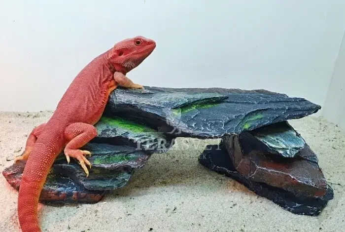 Červený agama trpasličí na umělé skále v teráriu.