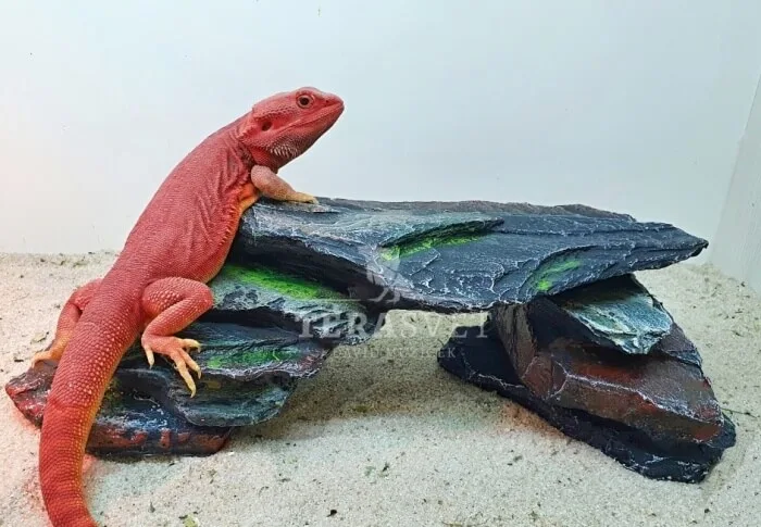 Červený agama trpasličí na umělé skále v teráriu.