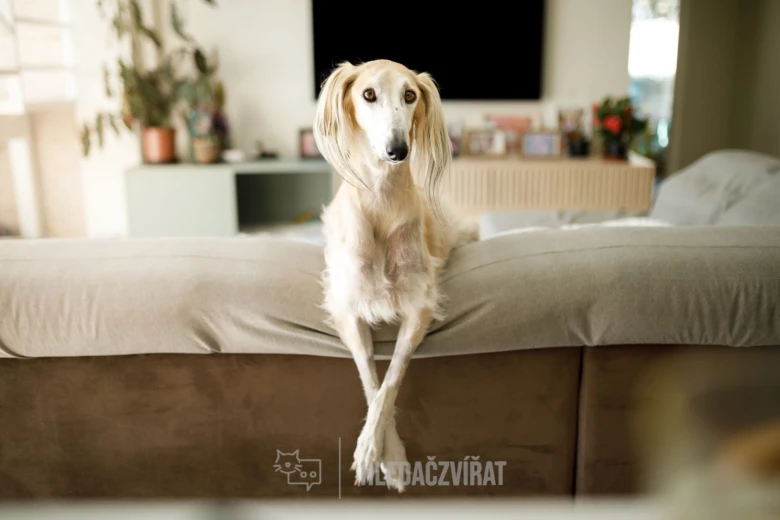 Saluki pes sedí na pohovce v obývacím pokoji.