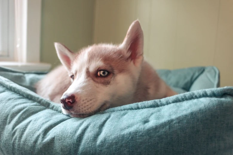 Mladý štěně husky odpočívá na modré podložce u okna.