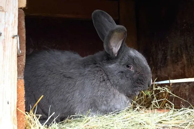 Modrý vídeňský králík sedí v kleci s senem.