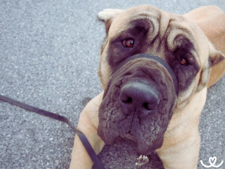 Portrétní fotografie tváře psa rasy cane corso.