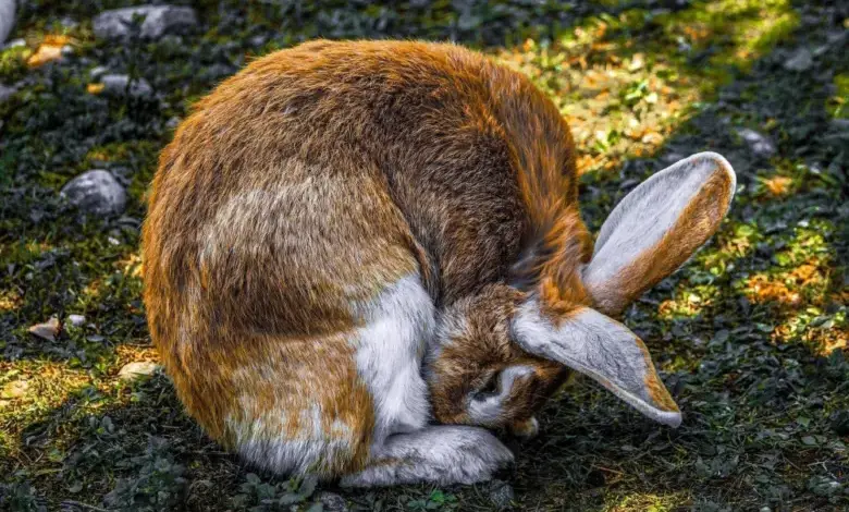 Králík se žvečí jablko na trávníku v zahradě.