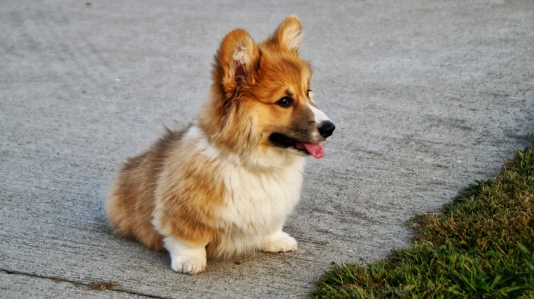 Malý corgí pes sedící na chodníku s vytaženým jazykem.
